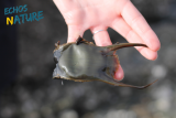 Treasure hunt on the beach Nature outing Animations st michel Tharon plage