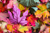 Atelier fabrication couronne d'automne