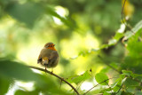 Comptez les oiseaux au jardin
