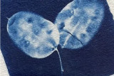 Cyanotype