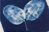 cyanotype végétal procédé photographique préfailles bleus joie destination pornic atelier découverte enfants bleu peinture végétale
