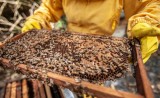 DECOUVERTE DE L'APICULTURE PORNIC