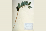 Discovering Ferdinand Jamin’s herbarium – European Heritage Days: ‘Destination Pornic’ exhibition