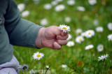 Découverte des plantes sauvages comestibles