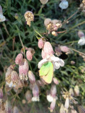 Découverte des plantes sauvages comestibles