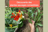 Découverte des plantes sauvages comestibles