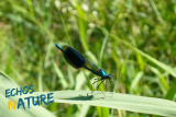 Sortie Nature La Coulée Verte