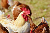 Escape Game à la Ferme