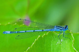 Exposition photos - Les p'tites bêtes du jardin
