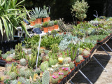 Fête des plantes