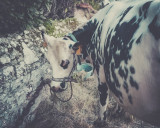piebald fair tradition stalls livestock farm animals local products