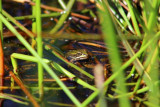 Les p'tites bêtes dans l'eau