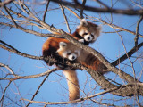 grimper dans les arbres grimpe d'arbre