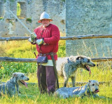 Chien de chasse du Moyen Âge