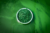 La fête de la spiruline