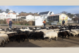  La transhumance se prépare à Pornic brebis moutons Préfailles patou Destination Pornic