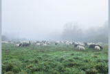 La transhumance se prépare à Pornic brebis moutons Préfailles patou Destination Pornic