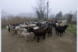 La transhumance se prépare à Pornic brebis moutons Préfailles patou Destination Pornic
