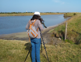 Les oiseaux des marais
