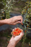 Les Petits Fruits de la Baie La Bernerie Visite d'entreprise
