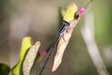 Echos nature, Guide faune flore, Course aux insectes, Activité enfant, Destination Pornic, Saint-Michel-Chef-Chef