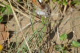 Sortie nature - BIODIVERSITE QUI ES-TU ?