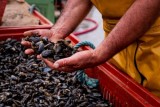 MOULES BAUDET