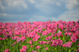 Octobre rose pazanne Sainte Pazanne