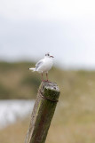 Oiseaux des Marais