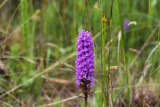 Environment, Nature outing, Events Saint-Michel-Chef-Chef, Swallows