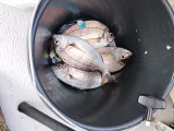 peche en mer à bord de l'horizon 3 pornic