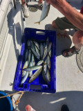 peche en mer à bord de l'horizon 3 pornic