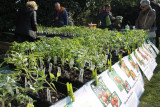 plantes en fêtes la plaine sur mer jardinage potager 