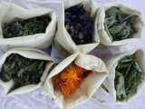 plantes2-50179