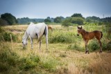 pornic cheval centre équestre équitation promenade balade randonnée week-end nature