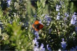 Sortie nature - BIODIVERSITÉ QUI ES-TU ?