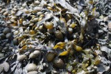 Sortie nature avec Echos Nature : les algues