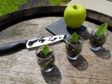 Sortie nature - Cuisinons les algues sauvages