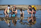 la plaine-sur-mer, peche à pied, échos nature, en route pour la peche à pied, peche, crabe, crustacés, la tara, sortie nature, chèques vacances