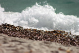 Sortie nature : la laisse de mer, sur la plage, abandonnée...