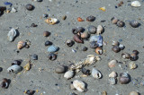 Sortie nature - Le Monde de la Plage