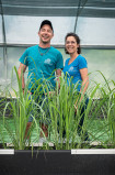 Spiruline et algues de Retz
