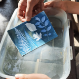 Stage cyanotype des algues et des plantes du littoral pornic