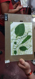 Stage cyanotype des algues et des plantes du littoral pornic