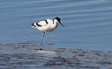 Stage sur les oiseaux hivernants