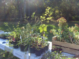 troc plantes la plaine sur mer jardinage potager