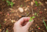troc plantes la plaine sur mer jardinage potager