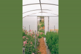 Tour of the Les Fleurs de la Fontaine Flower Farm
