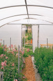 Visite de la ferme florale Les Fleurs de la Fontaine 