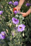 Visite de la ferme florale Les Fleurs de la Fontaine 